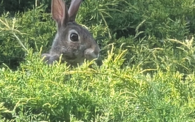 Navigating Rabbit Holes