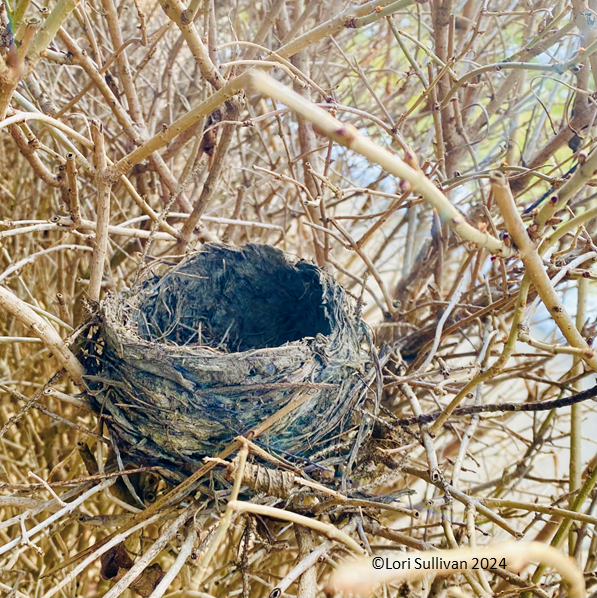 Tending to the Nest