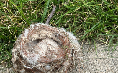 Nest Building Has Become Complicated